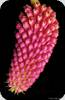 Robiquetia cerina Red Form